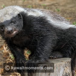 9. Honey Badger