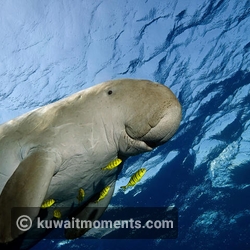 10. Dugong